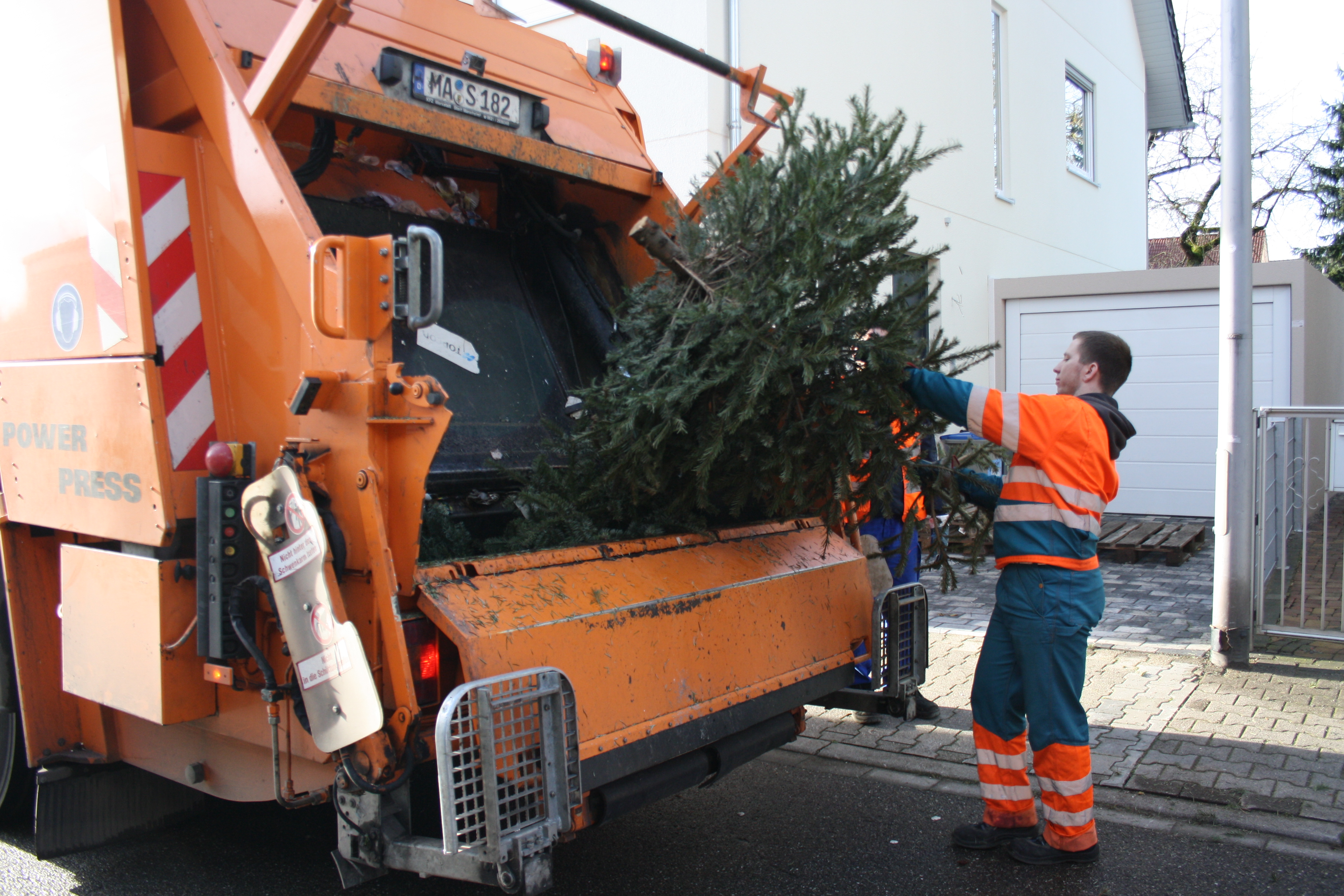 Abholung der Weihnachtsbäume