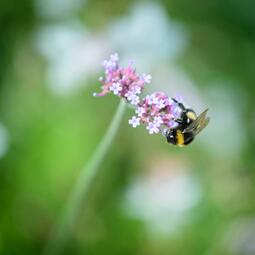 Vergrößerte Ansicht von Eine auf einer Blume sitzende Biene