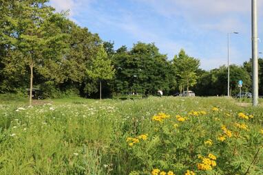 Vergrößerte Ansicht von Grünstreifen an der Herzogenriedstraße mit Gräsern und Blumen