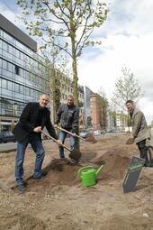Vergrößerte Ansicht von Drei Männer heben mit Spaten ein Loch aus, um einen Baum zu pflanzen. Im Hintergrund erkennt man die Augusta-Anlage.