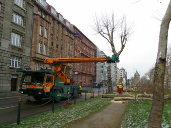 Vergrößerte Ansicht von LKW mit Greifarm. Der Arm hat die Krone eines Baums abgesägt und hält sie in der Luft.