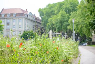 Vergrößerte Ansicht von Blühwiese am Straßenrand in der Neckarstadt, im Hintergrund Häuser