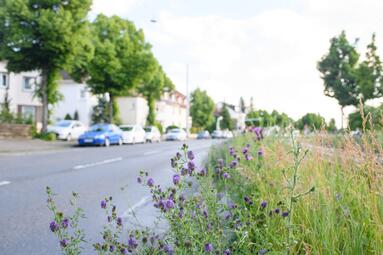 Vergrößerte Ansicht von Blühender Grünstreifen an einer Straße in Mannheim-Feudenheim