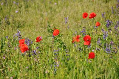 Vergrößerte Ansicht von Wiese mit rot und violett blühenden Blumen