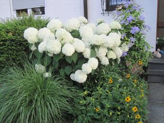 Vergrößerte Ansicht von Blumen in einem Vorgarten