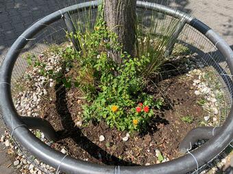 Vergrößerte Ansicht von Blumen in einer Baumscheibe