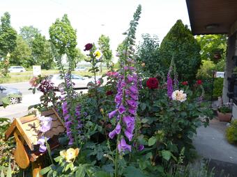 Vergrößerte Ansicht von Blumen in einem Vorgarten