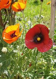 Vergrößerte Ansicht von Blumen in einem Vorgarten