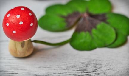 Vergrößerte Ansicht von ein Fliegenpilz aus Holz und ein 4-blättriges Kleeblatt auf einer Holzplatte stehend
