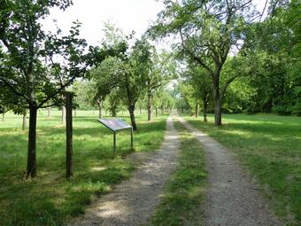 Vergrößerte Ansicht von Mit über 600 Obstbäumen findet sich auf der Reißinsel eine der größten Streuobstwiesen in der Oberrheinebene.