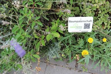 Vergrößerte Ansicht von Am Rande einer Baumscheibe steckt ein kleines Metallschild mit der Aufschrift "Baumpatenschaft" und einem QR-Code