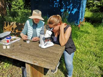 Vergrößerte Ansicht von Insekten ganz groß 