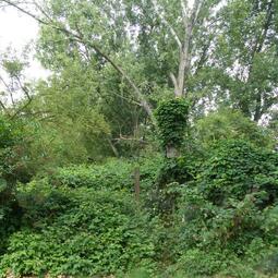 Vergrößerte Ansicht von Natur 