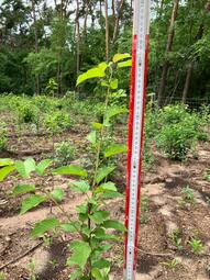 Vergrößerte Ansicht von diesem Bild