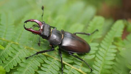 Vergrößerte Ansicht von diesem Bild