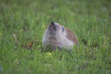 Vergrößerte Ansicht von diesem Bild