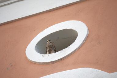 Vergrößerte Ansicht von diesem Bild