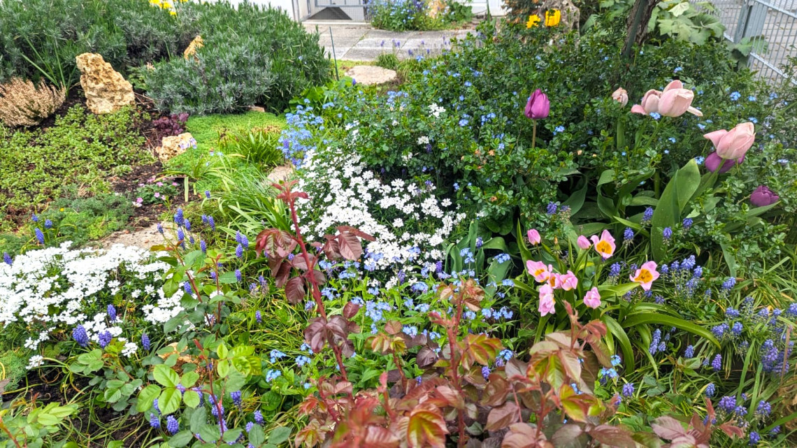 Blühender Garten mit verschiedenen Pflanzenarten