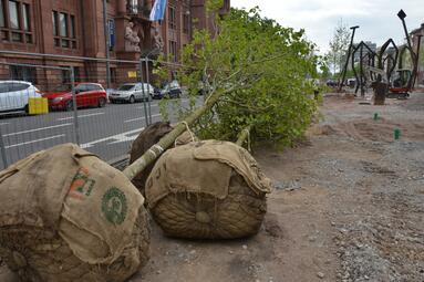Vergrößerte Ansicht von Zwei junge Platanen mit Wurzelballen liegen am Rande der Baustelle in der Augustaanlage.