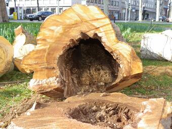 Vergrößerte Ansicht von Abgesägter Baumstamm und Baumstumpf. Großes Loch im Stamminneren sichtbar, hervorgerufen durch Fäulnis. 