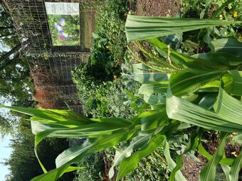 Vergrößerte Ansicht von diesem Bild