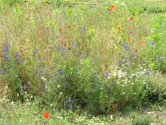 Vergrößerte Ansicht von diesem Bild