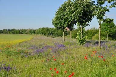 Vergrößerte Ansicht von Wiese mit rot und violett blühenden Blumen, im Hintergrund Bäume