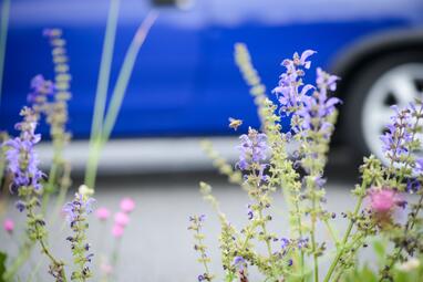 Vergrößerte Ansicht von Blühende Kräuter ragen von unten ins Bild, Biene fliegt Blüte an, im Hintergrund ein parkendes Auto