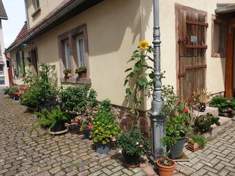 Vergrößerte Ansicht von Blumen in Kübeln stehen rund um ein Haus