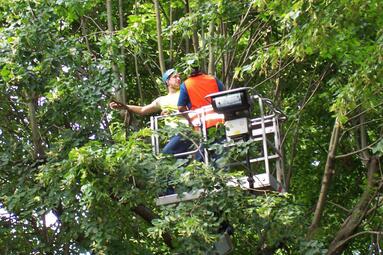 Vergrößerte Ansicht von Zwei Männer arbeiten von einem Hubsteiger aus in einer Baumkrone
