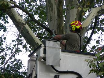 Vergrößerte Ansicht von Ein Mann steht in einem Hubsteiger und entfernt mit einer Kettensäge einen abgestorbenen Ast aus einer Baumkrone.