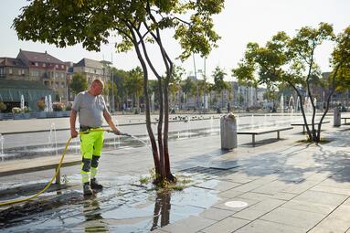 Vergrößerte Ansicht von Ein Mitarbeiter der Stadt Mannheim wässert einen jungen Baum mit einem Schlauch