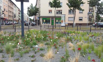 Vergrößerte Ansicht von Der Kreisel auf dem Gontardplatz im Jahr 2014. In einer Fläche aus Splittmulch wachsen viele kleine Staudenpflanzen.