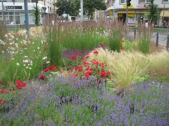 Vergrößerte Ansicht von Der Kreisel auf dem Gontardplatz 2016: Die Stauden sind groß geworden und füllen die Fläche aus. Vom Splitt ist fast nichts mehr zu sehen.