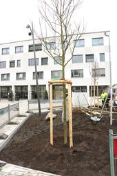 Vergrößerte Ansicht von  Vorbereitung der Baumscheiben 