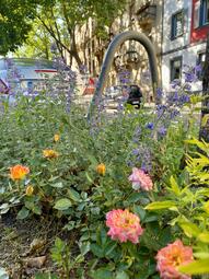 Vergrößerte Ansicht von Baumscheibe, bepflanzt mit Rosen und anderen bunten Blühpflanzen