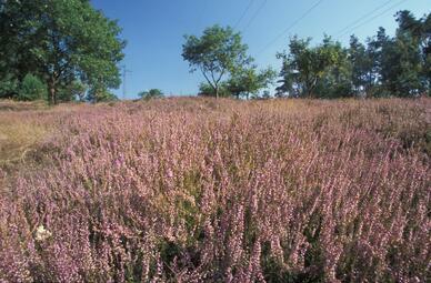 Vergrößerte Ansicht von Hirschacker 