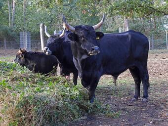 Vergrößerte Ansicht von diesem Bild