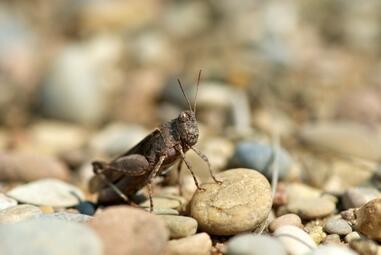 Vergrößerte Ansicht von diesem Bild