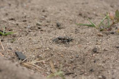 Vergrößerte Ansicht von diesem Bild