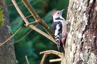 Vergrößerte Ansicht von diesem Bild