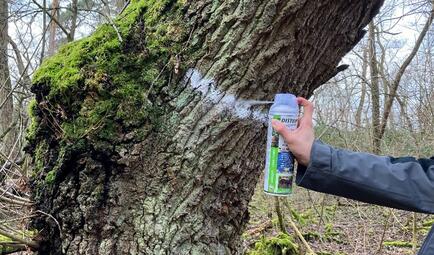 Vergrößerte Ansicht von diesem Bild