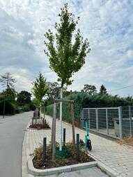 Vergrößerte Ansicht von diesem Bild