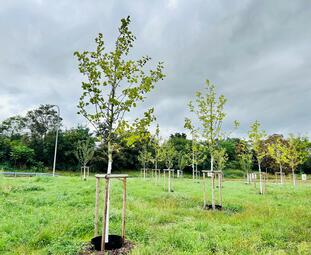 Vergrößerte Ansicht von diesem Bild