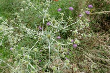 Vergrößerte Ansicht von diesem Bild