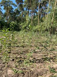 Vergrößerte Ansicht von diesem Bild