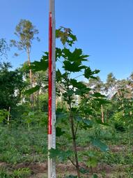 Vergrößerte Ansicht von diesem Bild