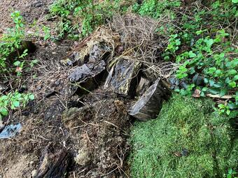 Vergrößerte Ansicht von diesem Bild