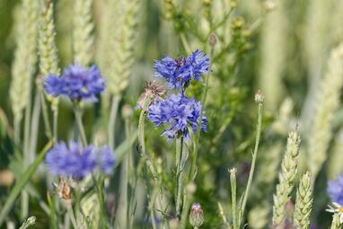 Vergrößerte Ansicht von diesem Bild