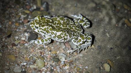 Vergrößerte Ansicht von diesem Bild